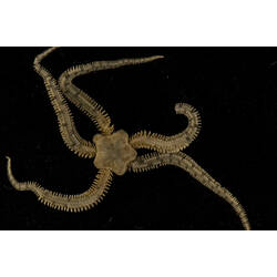Dorsal view of brittle star on a black background.