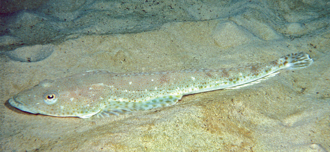 Flattened fish on a sandy seabed.