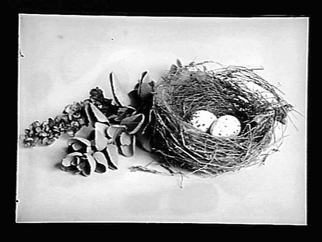 Nest with two eggs.