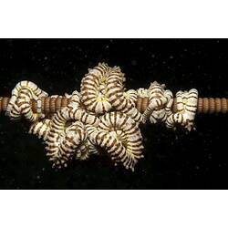 <em>Conocladus australis</em>, basket star. Wilsons Promontory National Park, Victoria.
