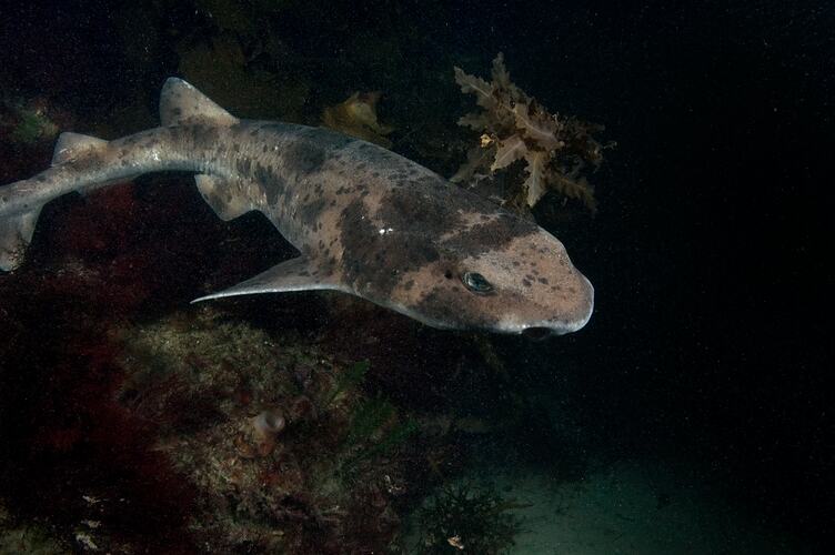 <em>Cephaloscyllium laticeps</em>, Draughtboard Shark. Wilsons Promontory National Park, Victoria.