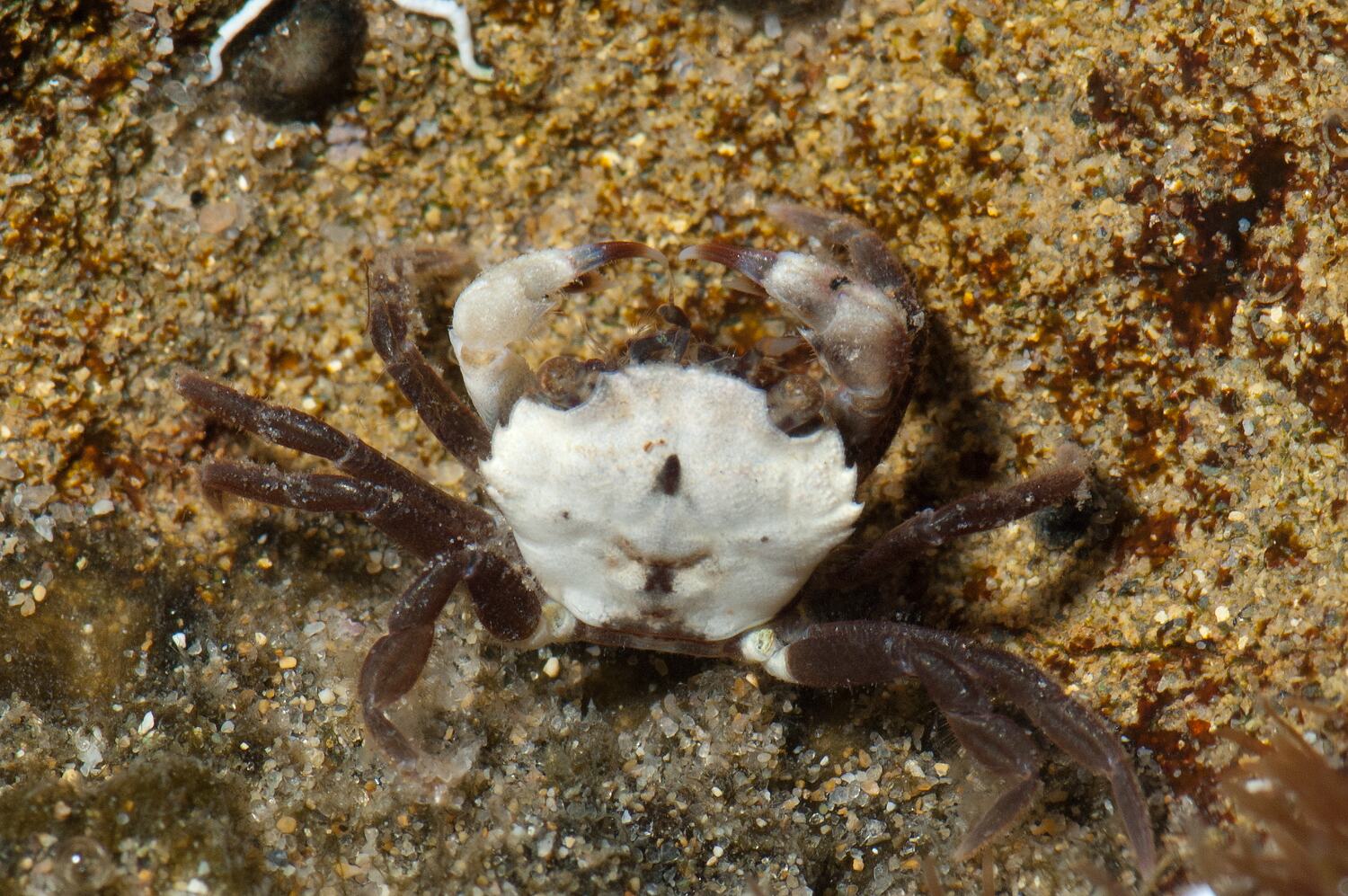 Brachynotus Spinosus (Milne Edwards, 1853), Little Shore Crab