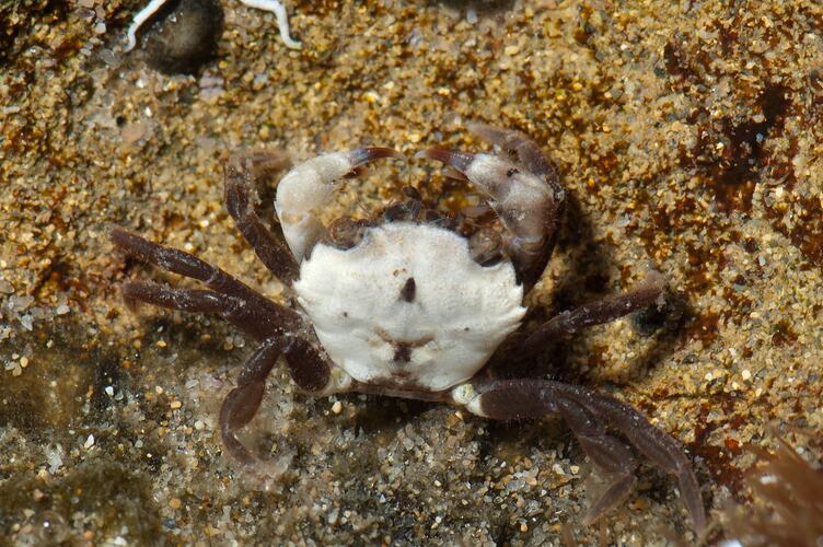 Crab with mostly white body and brown legs.