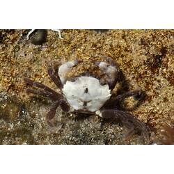 <em>Brachynotus spinosus</em> (Milne Edwards, 1853), Little Shore Crab