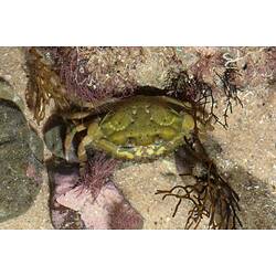 Olive-green crab on sand, amidst marine plants.