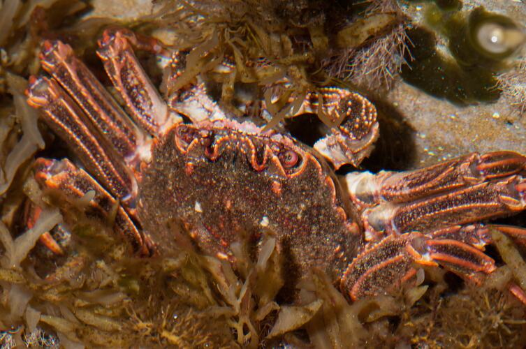 <em>Guinusia chabrus</em>, Red Rock Crab. Bunurong Marine National Park, Victoria.