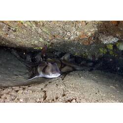 Port Jackson Shark in a crevice.