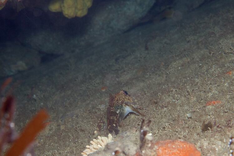 <em>Bovichtus angustifrons</em>, Dragonet. Bunurong Marine National Park, Victoria.