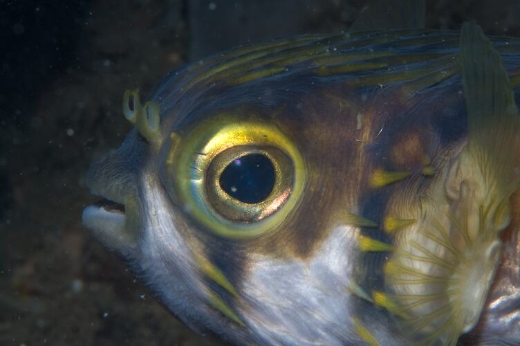 <em>Diodon nicthemerus</em>, Globefish. Mornington Jetty, Port Phillip, Victoria.