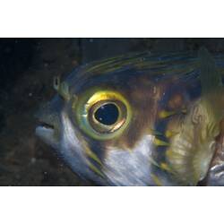 <em>Diodon nicthemerus</em>, Globefish. Mornington Jetty, Port Phillip, Victoria.