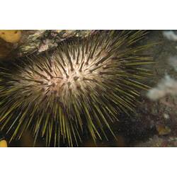 <em>Heliocidaris erythrogramma</em>, Sea Urchin. St Leonards Jetty, Port Phillip, Victoria.
