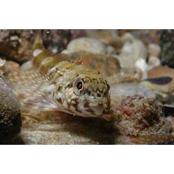 <em>Bovichtus angustifrons</em>, Dragonet. Portsea Pier, Port Phillip, Victoria.