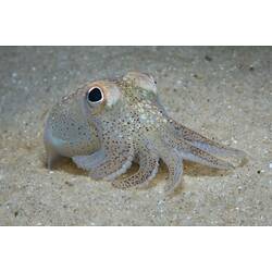 <em>Sepiadarium austrinum</em>, Southern Bottletail Squid. Rye Pier, Port Phillip, Victoria.