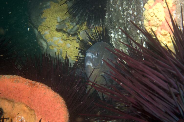 <em>Parma microlepis</em>, White-ear. Beware Reef, Victoria.