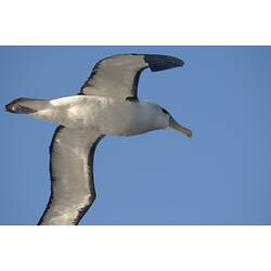 Belly-shot of white seabird with black wing edges.
