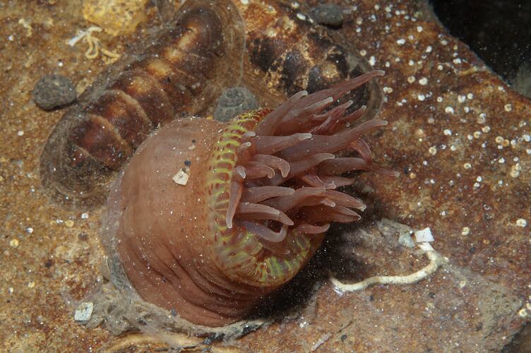 Class Anthozoa, anemone. St Leonards Jetty, Port Phillip, Victoria.