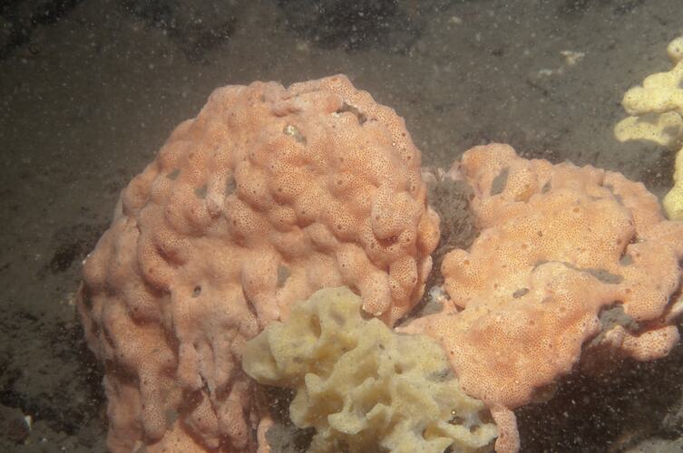 Class Ascidiacea, ascidian. Western Port, Victoria.