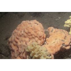 Class Ascidiacea, ascidian. Western Port, Victoria.