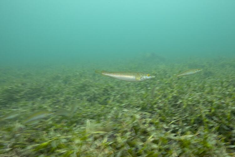 <em>Haletta semifasciata</em>, Blue Weed Whiting. Western Port, Victoria.
