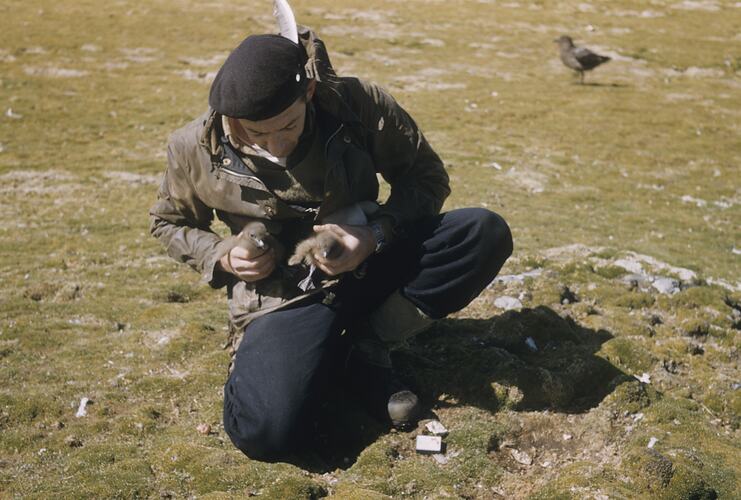 Skua Chicks, Macquarie Island, Tasmania, 1959