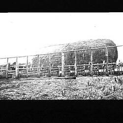 Negative - Building the Milking Shed, F.C. Williames' Farm, Hill End, Victoria, pre 1920