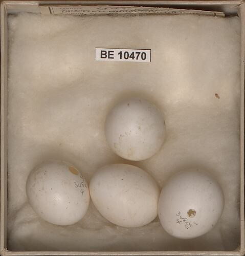 Four bird eggs with specimen labels in box.