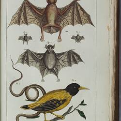 Animals depicted on a cream background. At top, a large brown bat, with a large grey bat underneath. There are