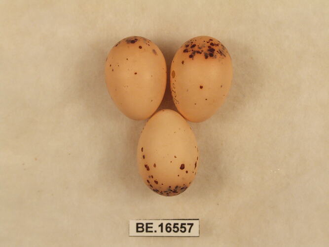 Three bird eggs with specimen label.