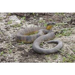 <em>Notechis scutatus</em>, Tiger Snake. Budj Bim Cultural Heritage Landscape, Victoria.