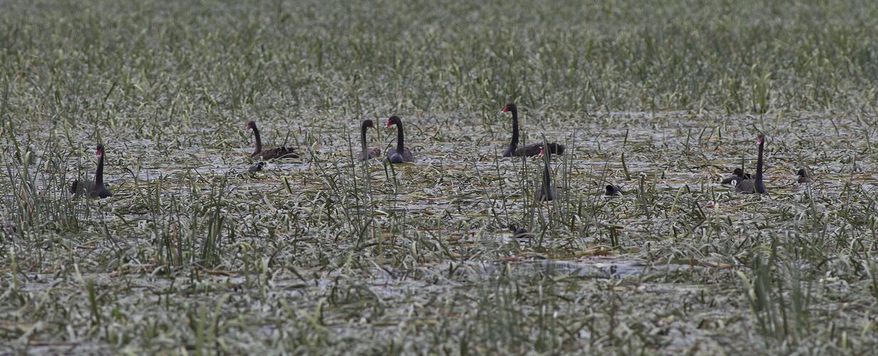 Flock of black, long necked birds on lake.
