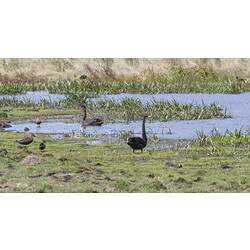Large black and smaller brown birds at lake.