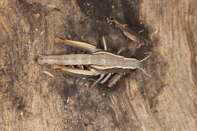 Family Acrididae, grasshopper. Grampians National Park, Victoria.