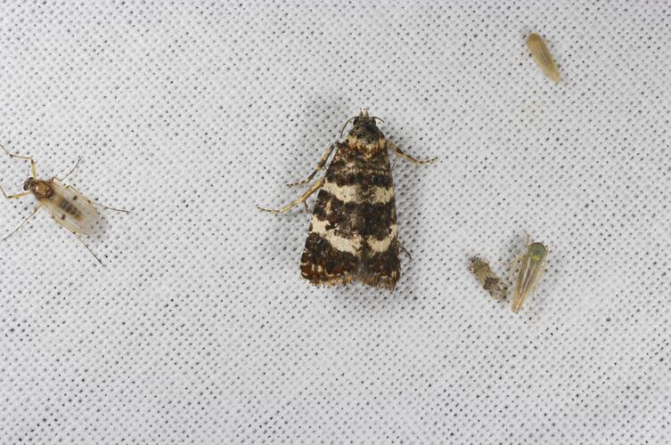 <em>Scolioplecta comptana</em>, moth. Grampians National Park, Victoria.