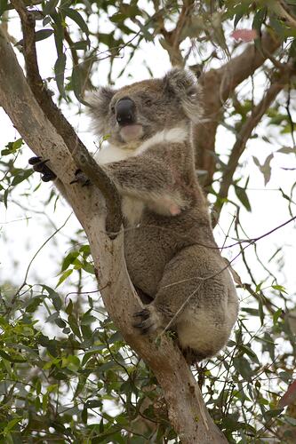 Brown-grey koala with white chest in tree.