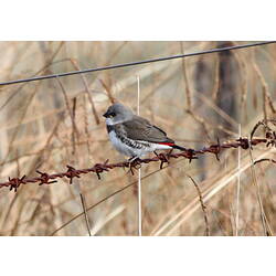 A juvenile Diamond Firetail perched on a barb-wire fence.