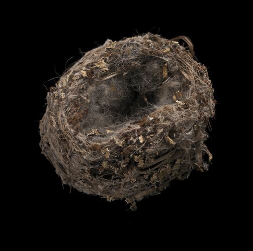 Bird nest on black background.