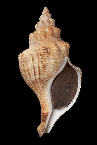 <em>Penion mandarinus</em>, Waite's Buccinum Whelk, shell.  Registration no. F 179311.