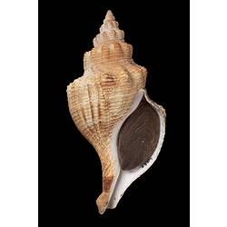 <em>Penion mandarinus</em>, Waite's Buccinum Whelk, shell.  Registration no. F 179311.