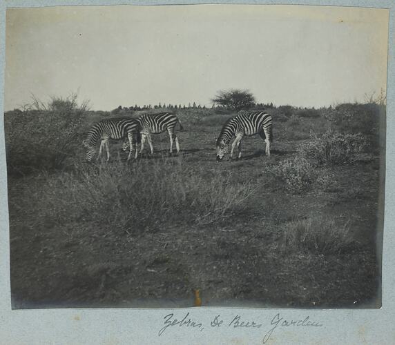 Three zebras grazing in field with bushes and small trees.