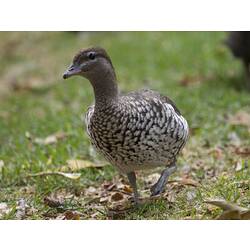 Grey and brown speckled duck walking on grass.