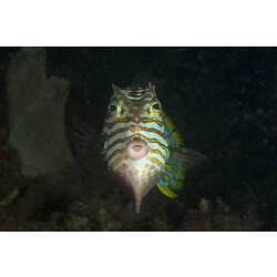 A face-on male Shaw's Cowfish