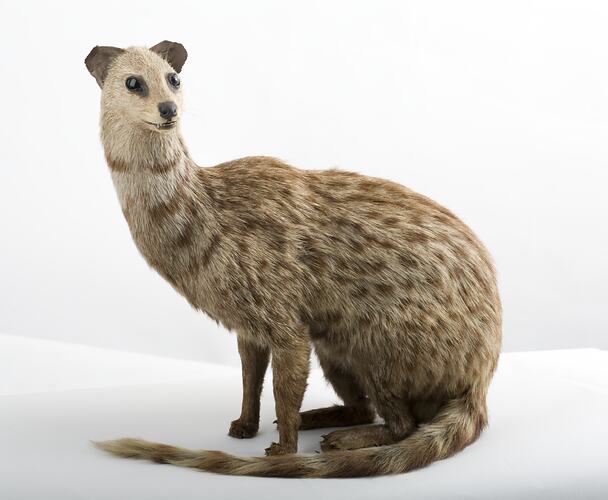 Taxidermied mammal specimen with spotted fur and a long neck.