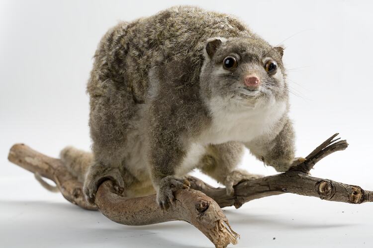 Taxidermied possum specimen .