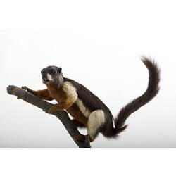 Black red and white taxidermied squirrel specimen on branch.