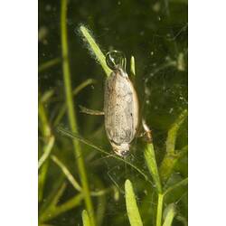 Family Dytiscidae, diving beetle. Budj Bim Cultural Heritage Landscape, Victoria.