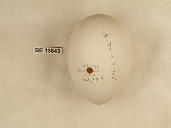 Bird egg with specimen label.