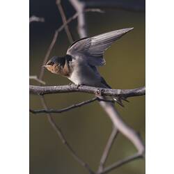 Swallow on branch, wings extended.