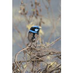 Male superb fairy wren, viewed from rear, head turned right.