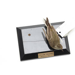 Top view of taxidermied bird specimen with labels.