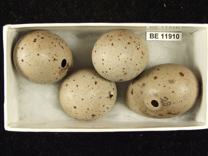 Four bird eggs with specimen label in box.
